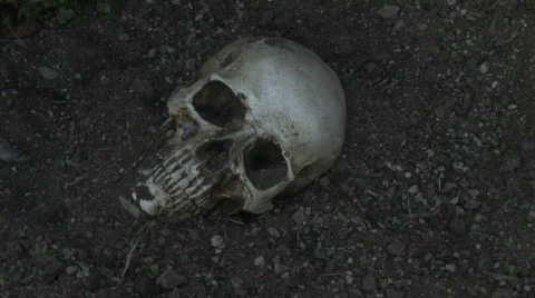 Human Skull 10 Stock Footage 520676