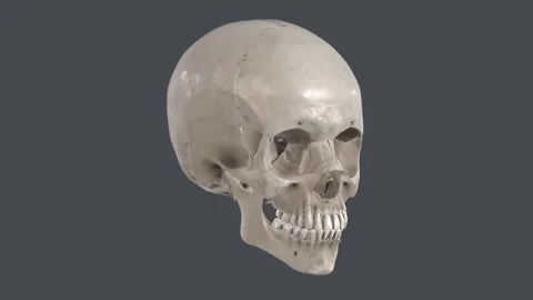 Human skull 3d render animation Video stock 240703115