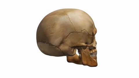 Human skull 3d rotating animation loop seamless alpha channel Stock Footage 127637929