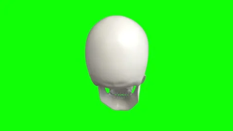 Human skull 3d rotating  chroma key background 動画素材 316828291