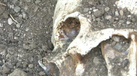 Human Skull 4 Stock Footage