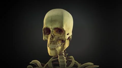 Human skull anatomy background イラスト素材