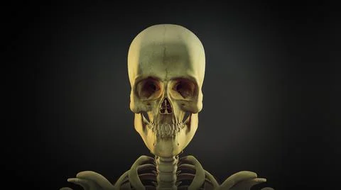 Human skull anatomy  background 스톡 일러스트
