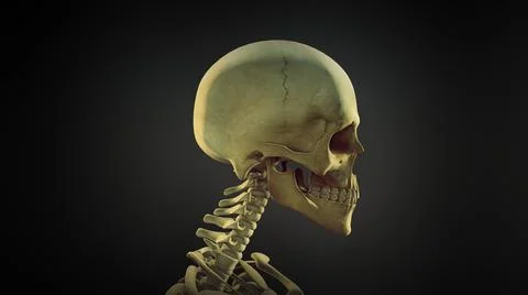Human skull anatomy background Ilustração Stock