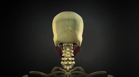 Human skull anatomy background Illustrazione stock