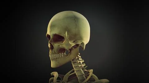 Human skull anatomy background イラスト素材