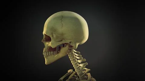 Human skull anatomy  background Illustration