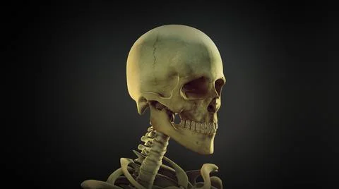 Human skull anatomy  background Illustration