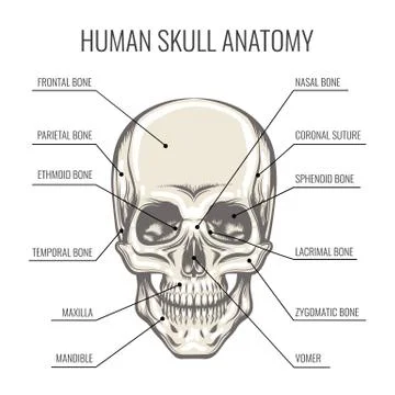 Human Skull Anatomy Stock Illustration