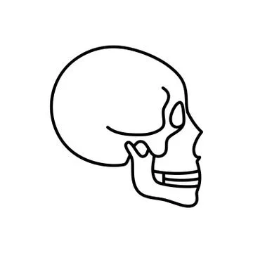 Human skull anatomy. Illustrazione stock