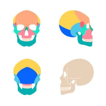 Human skull anatomy Illustrazione stock