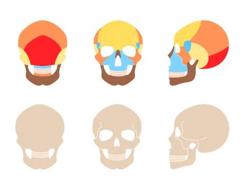 Human skull anatomy Ilustración de archivo