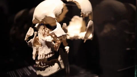 Human skull anatomy structure study Stock Footage 330679776