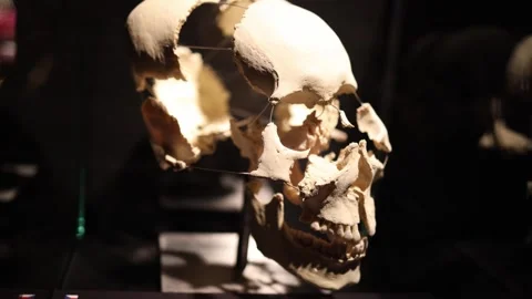 Human skull anatomy structure study Stock Footage 330679778