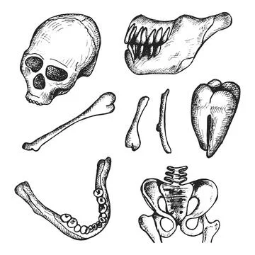Human skull and bones. archaeologist vector 스톡 일러스트