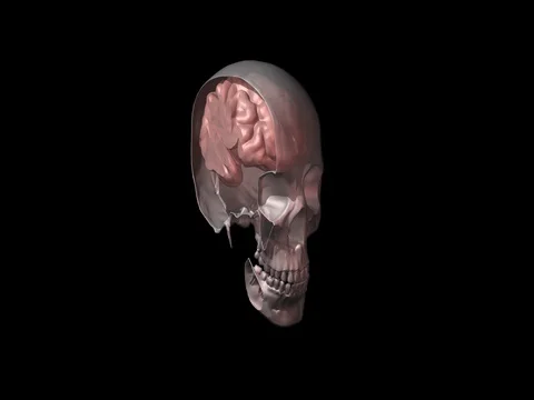 Human skull and brain cross section slice through side Stock Footage 73209522