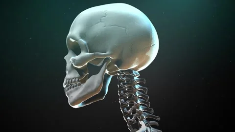 Human Skull and Cervical Spine 3D Render Animation on Dark Background 動画素材 338251690