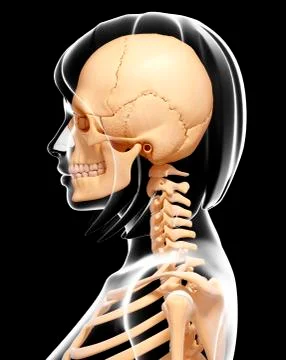 Human skull and neck bones, artwork Stock Illustration