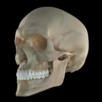 Human skull, artwork Stock Illustration