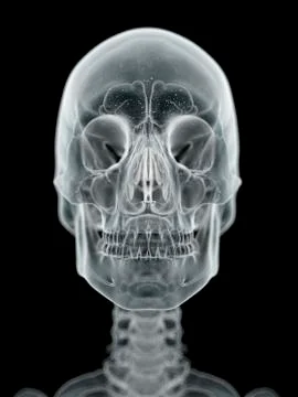 Human skull, artwork Stock Illustration
