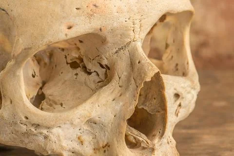 Human skull - aside Stock Photos