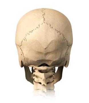 Human skull, back view. Stock Illustration