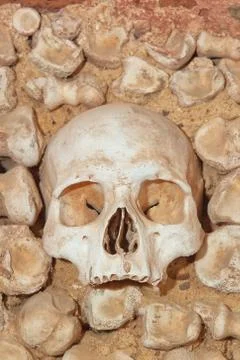 Human skull on the background of the bones. Stock Photos