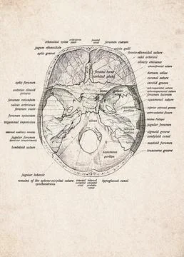Human Skull Base Internal View Vintage Anatomy Illustration Stock Illustration
