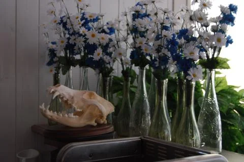 Human Skull Beside Flower Vase. Stock Photos