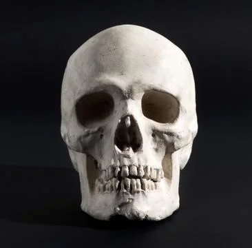 Human skull on a black background Stock Photos