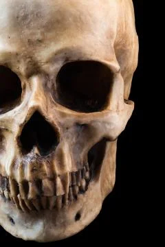 Human skull on black background Stock Photos