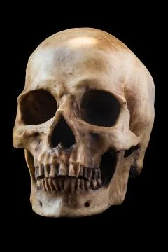 Human skull on black background Stock Photos