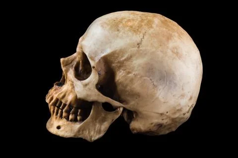 Human skull on black background Stock Photos