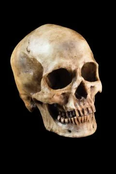 Human skull on black background Stock Photos