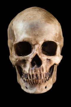 Human skull on black background Stock Photos