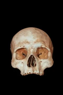 A human skull on a black background. Stock Photos