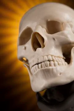 Human skull, black mirror background Free Stock Photos