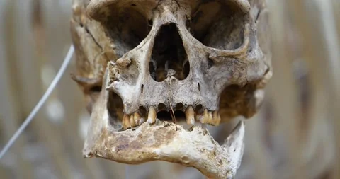 Human skull. Bones of human skull for st... | Stock Video | Pond5