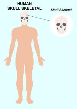 Human skull bones skeleton. Anatomical head vector illustration Stock Illustration