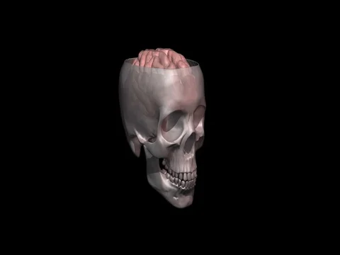 Human skull , brain cross section slice through top Stock-Footage 73209531