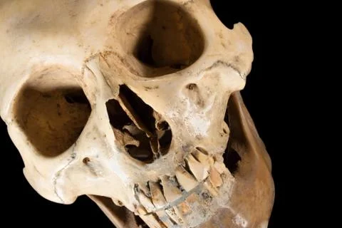 Human Skull with Clipping Path 스톡 사진