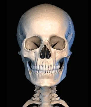 Human skull close-up, on black background, front view. Stock Illustration