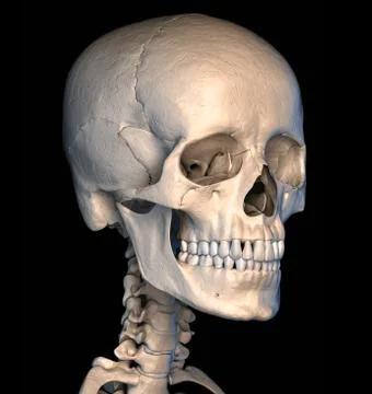 Human skull close-up. Perspective view. Stock Illustration
