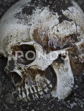 Human skull close up Stock Photos