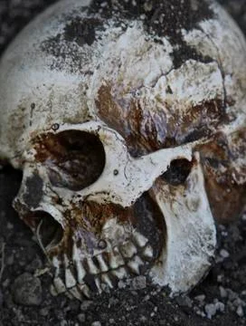 Human skull close up Stock Photos
