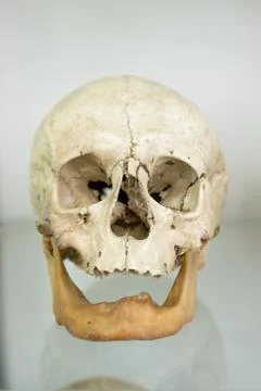 Human skull closeup Stock Photos