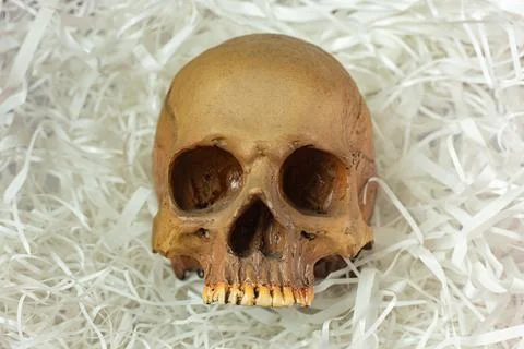 Human skull on Cushioning paper for sci content... Stock Photos