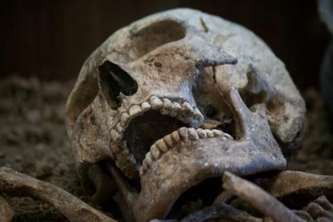 Human skull with dark background. Concept of death, horror and anatomy. Spooky Stock Photos