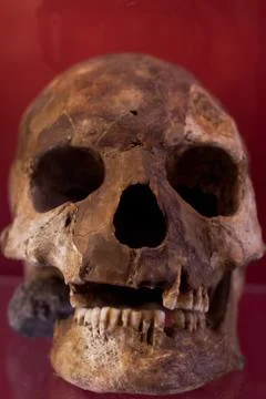 Human skull with dark background. Concept of death, horror and anatomy. Spooky Stock-Fotos