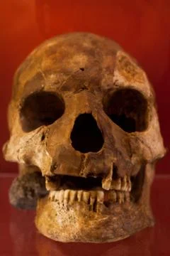 Human skull with dark background. Concept of death, horror and anatomy. Spooky Stock Photos